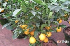 【柠檬】盆栽柠檬的叶子干边解决方法