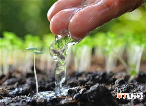 【种植】蒲公英种植栽培技术一览：准备种子 适当浇水