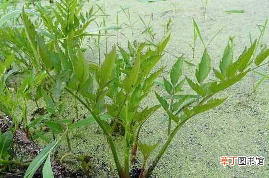 【水芹菜】种植水芹菜的方法
