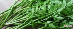 【水芹菜】种植水芹菜的方法