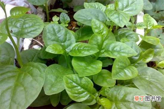 【种子】怎样采摘木耳菜的种子，木耳菜怎么留种子：采摘木耳菜的种子的方法 木耳菜留种子的方法