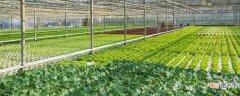 【种植方法】菠菜的种植方法：种植时间 种植土壤