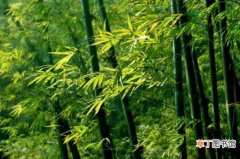 【竹子】常见竹子品种及图片鉴赏