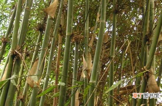 【竹子】常见竹子品种及图片鉴赏