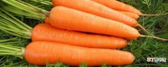 【胡萝卜】常见胡萝卜的品种