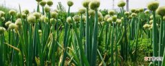 【生长】大葱生长期为120～150天 大葱的种植方法