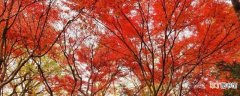 【红枫】红枫不是四季都红 红枫的介绍
