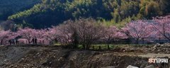 【嫁接】河津樱是钟樱花和岛樱的嫁接品种