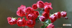 【花】红玫花是什么