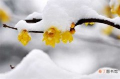 11月至翌年3月 【季节】腊梅花什么季节开，一般在冬季：腊梅花一般在冬季开