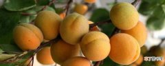 【杏子】杏子与梅子是一种果子吗