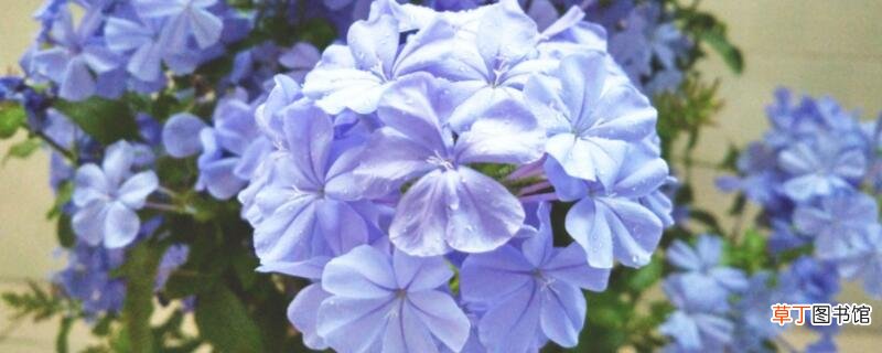 【花】蓝雪花怎么造型