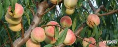 【施肥】桃树施肥时间 桃树施肥方法