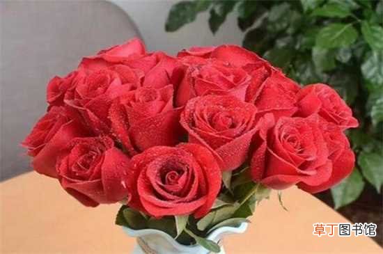 【玫瑰】玫瑰朵数的含义：1朵为一见钟情 10朵为十全十美