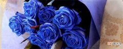 【玫瑰花】蓝玫瑰花语：独一无二 敦厚善良