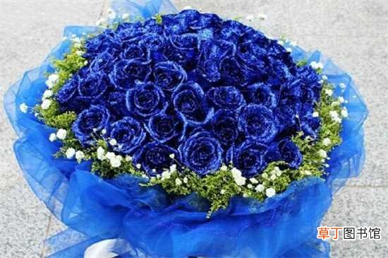 【玫瑰花】蓝玫瑰花语：独一无二 敦厚善良