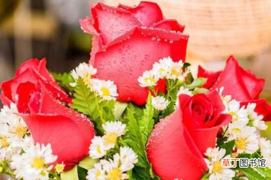 【花语】23朵玫瑰花语：23朵玫瑰的花语 赠送23朵玫瑰的适合人群