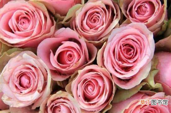 【花语】23朵玫瑰花语：23朵玫瑰的花语 赠送23朵玫瑰的适合人群