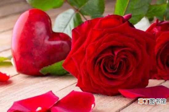 【寓意】红玫瑰寓意爱意