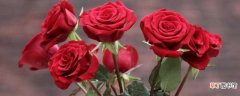 【寓意】红玫瑰寓意爱意