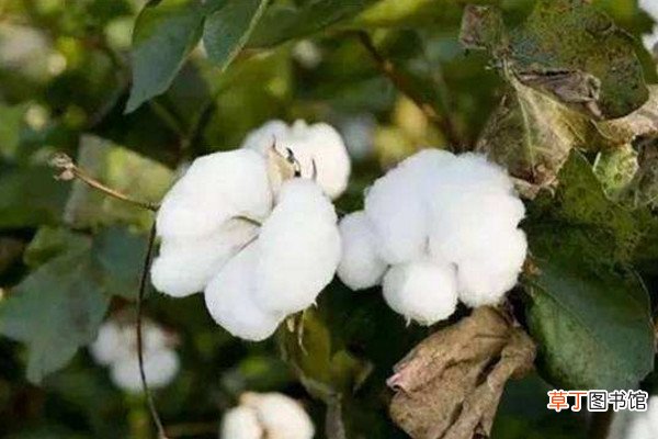 【花】棉花的生长过程