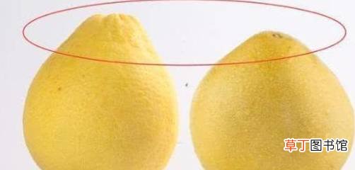 柚子也有公母之分 ， 四个小技巧 ， 教你挑选好吃又健康的柚子