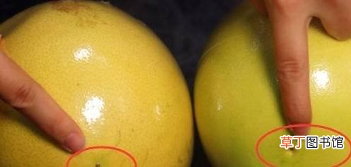 柚子也有公母之分 ， 四个小技巧 ， 教你挑选好吃又健康的柚子