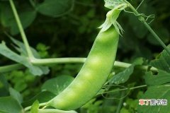 【营养】添加段落标题 荷兰豆营养价值