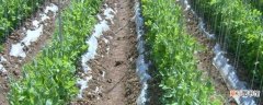【施肥】荷兰豆的施肥方法