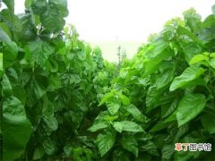 【种植】四季豆种植的具体操作方法