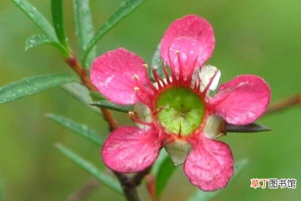 【花】松红梅是四季开花的吗