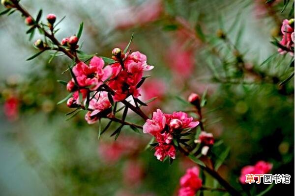 【花】松红梅是四季开花的吗
