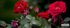 【花木】红花木香和蔷薇的区别