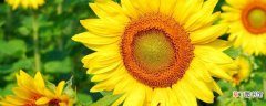 【花】太阳花的象征意义