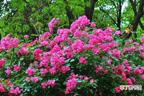 【月季】蔷薇和木香和月季区别