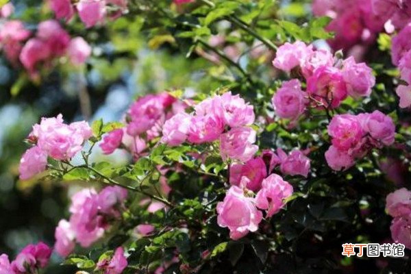 【月季】蔷薇和木香和月季区别