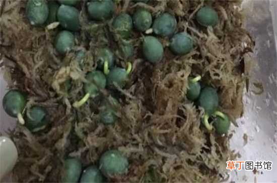 【种子】罗汉松种子怎么播种，做好五步成功种出罗汉松：罗汉松种子五步播种方法 罗汉松的养护要点