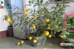 【柠檬】盆栽柠檬幼苗时打顶