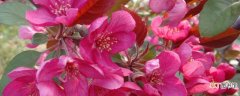 【开花】北美海棠几年开花