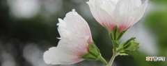 【花】白木槿花的功效 白木槿花的作用
