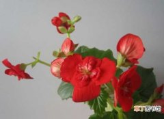 【开花】让四季海棠开花繁盛的养护要点