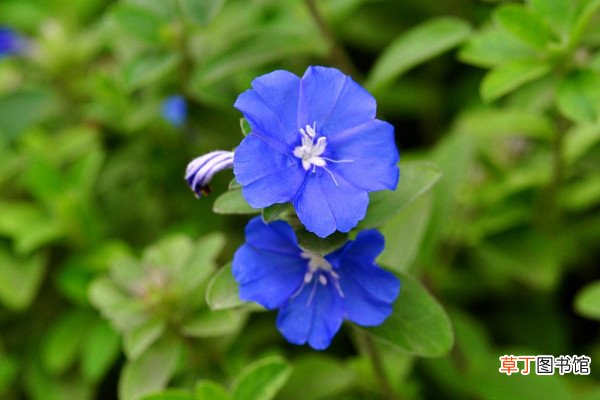【开花】蓝星花开花时间