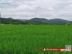 再生稻成为农民增收的“香饽饽”
