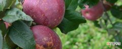 【产地】丑苹果产地最出名是四川