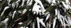 【冬季】竹子冻了能缓过来 竹子冬季的养护方法