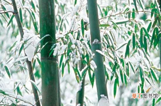 【冬季】竹子冻了能缓过来 竹子冬季的养护方法