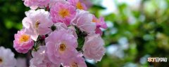 【开花】啬微花在5～9月开花