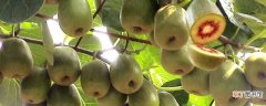【水果】猕猴桃是寒性水果 猕猴桃的作用
