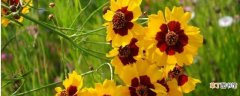 【方法】蛇目菊的花期及其控制：花期 控制花期的方法