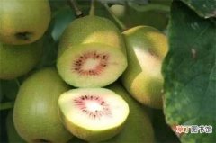 【水果】猕猴桃是寒性水果吗，是且不能一次性多吃：猕猴桃是寒性水果 食用